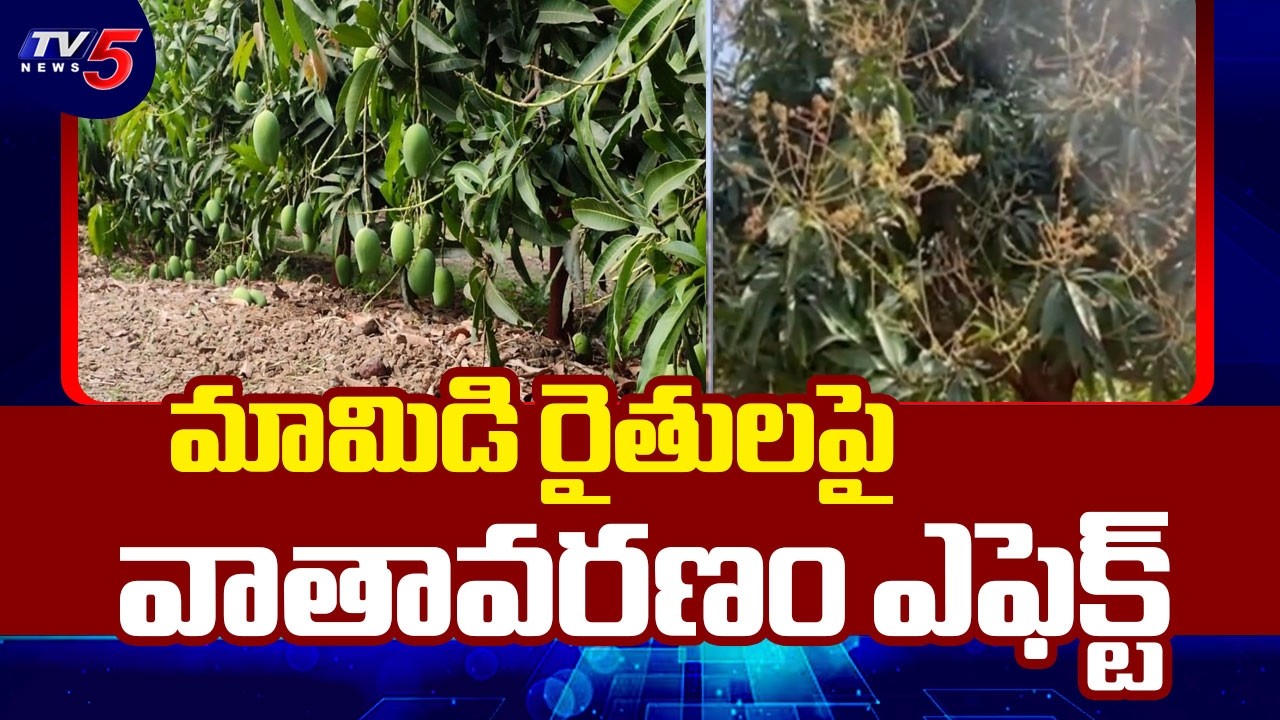 Anantapur Mango Farmers Face Huge Loss Due To Weather Conditions || TV5 News
