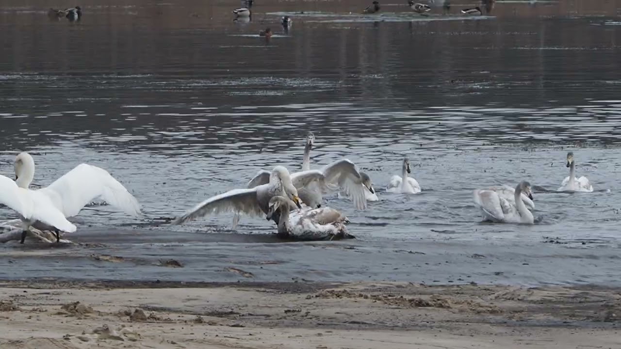 Atak łabędzi krzykliwych (Cygnus cygnus) na łabędzie nieme (Cygnus olor)