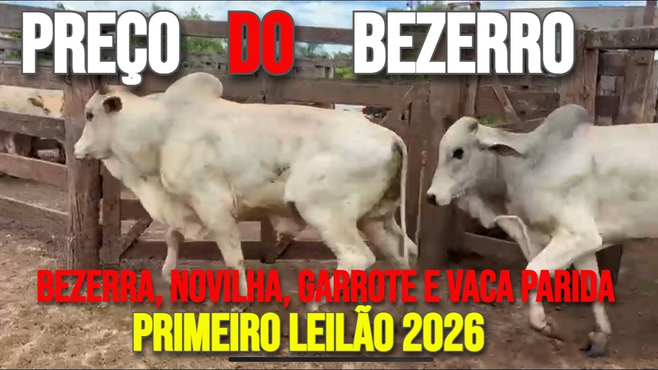Preço do Bezerro, Bezerra, Novilha, Garrote e Vaca Parida hoje 