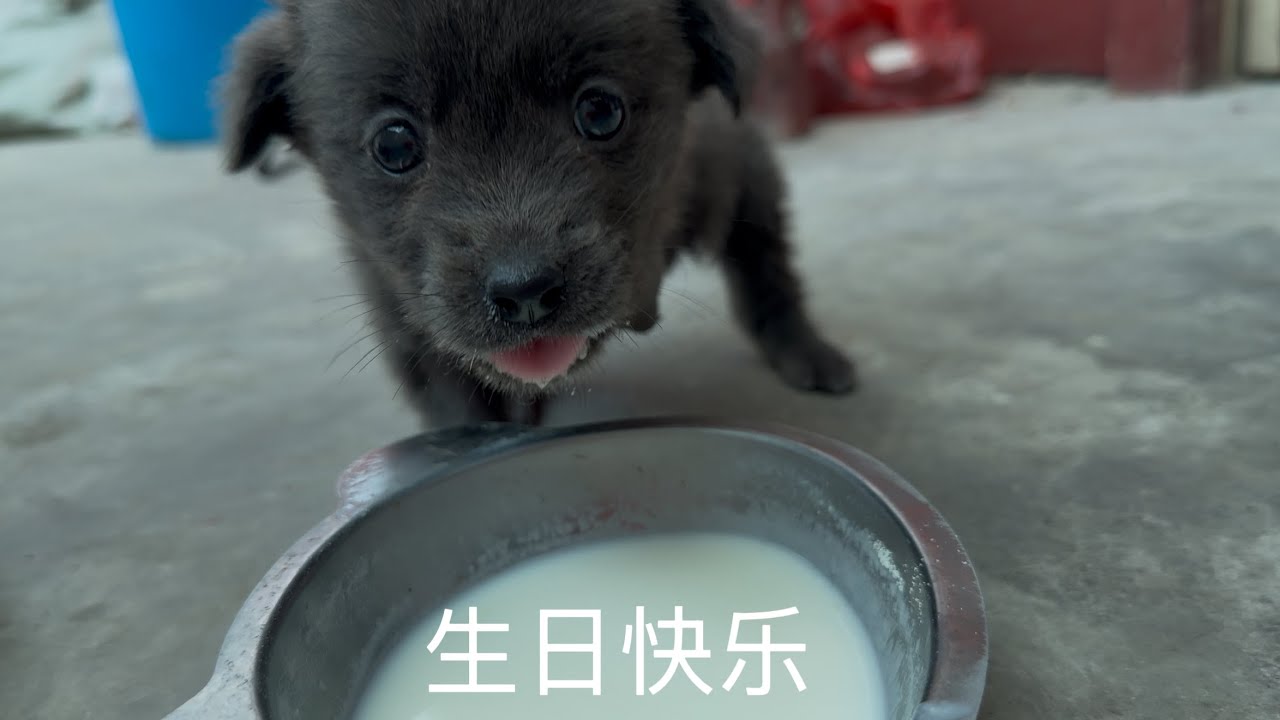 小狗截肢后生命力极强，能吃能喝好胃口，渐渐适应三条腿走路，希望忘记过去的痛苦经历