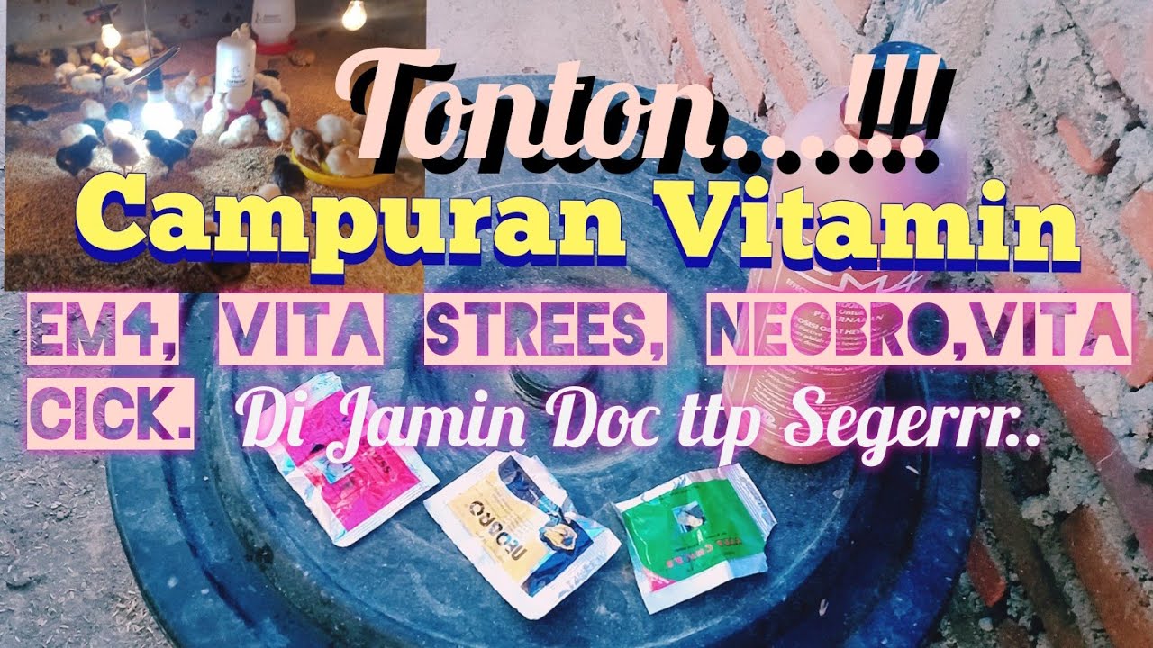 Campuran Vitamin EM4, Neobro, dan Vitacick