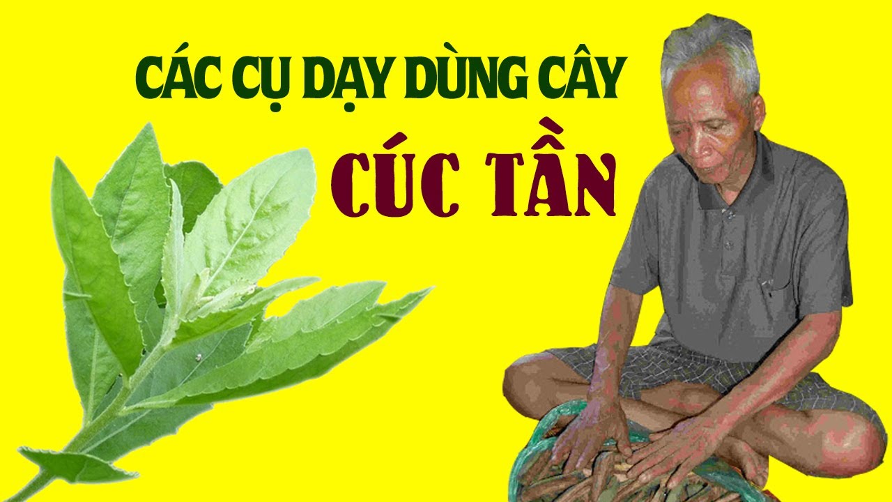 10 Bài Thuốc Dân Gian Quý Từ Cây Cúc Tần Rất Hiệu Quả | Cây Thuốc Quanh Nhà