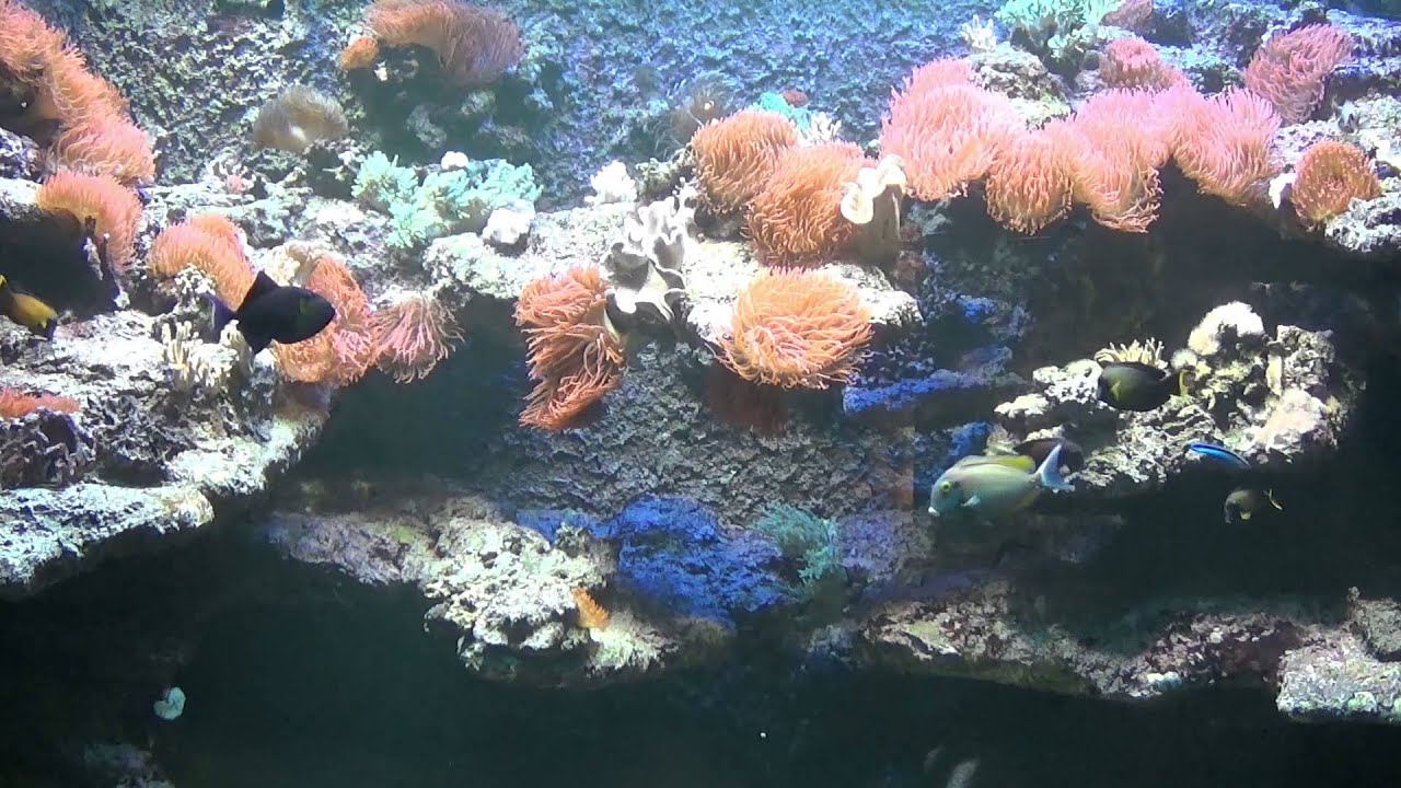 Drei Korallenaquarien im Meereskundemuseum Stralsund 2015