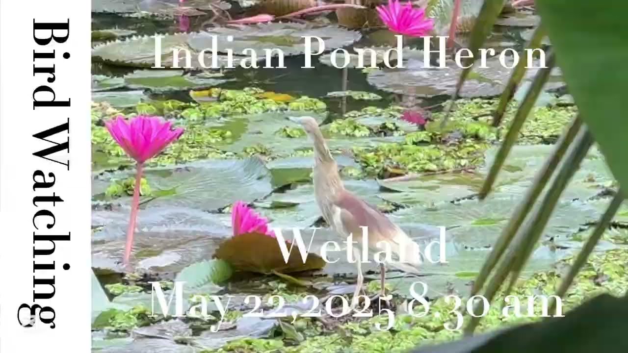 Birdwatching: Indian Pond Heron catching fish #birdwatching #herons #birds #bird #wildlife #nature