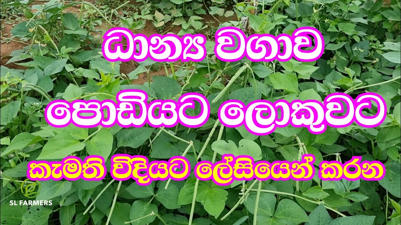 3 January 2026|slfarmers |agriculture |kawpi|කව්පි
