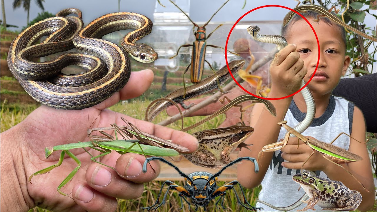 The kid is a snake charmer‼️catch frog, snake, mantis, grass lizard, baby lizard, longhorn beetle