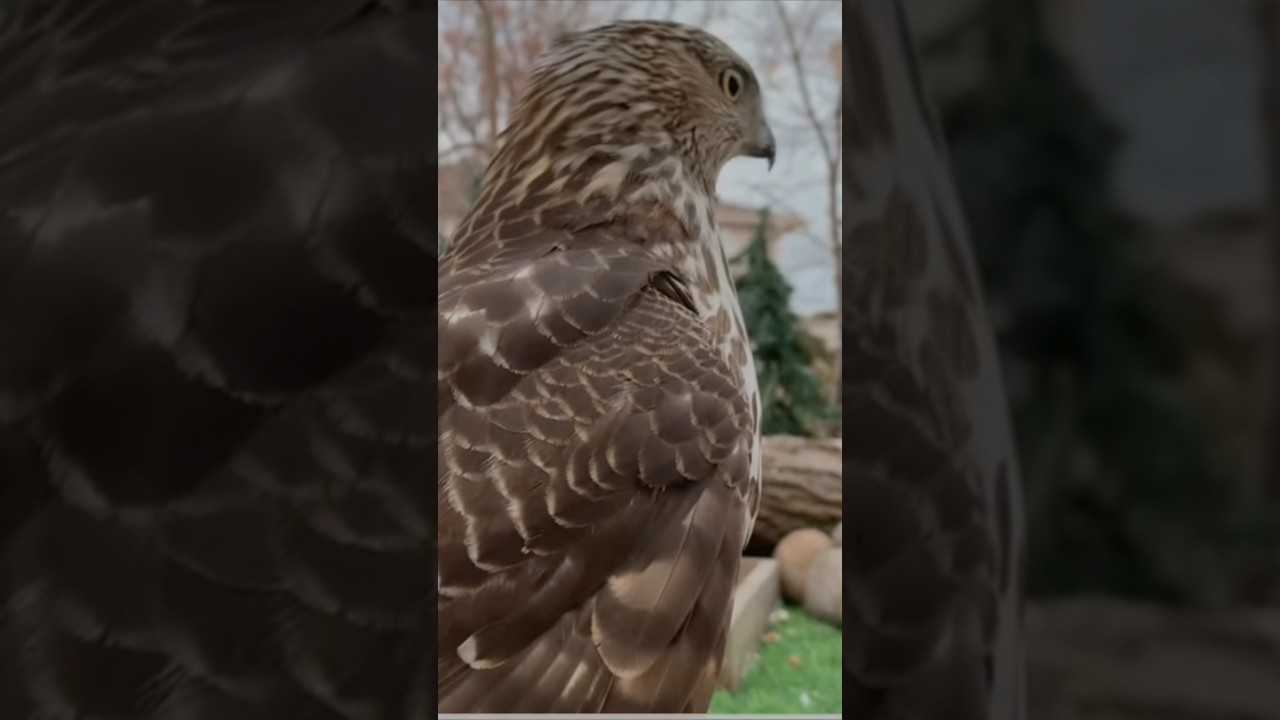 Hawk tries to catch Earl the Squirrel 🐿️ 🦅 #hawk #squirrel #shorts