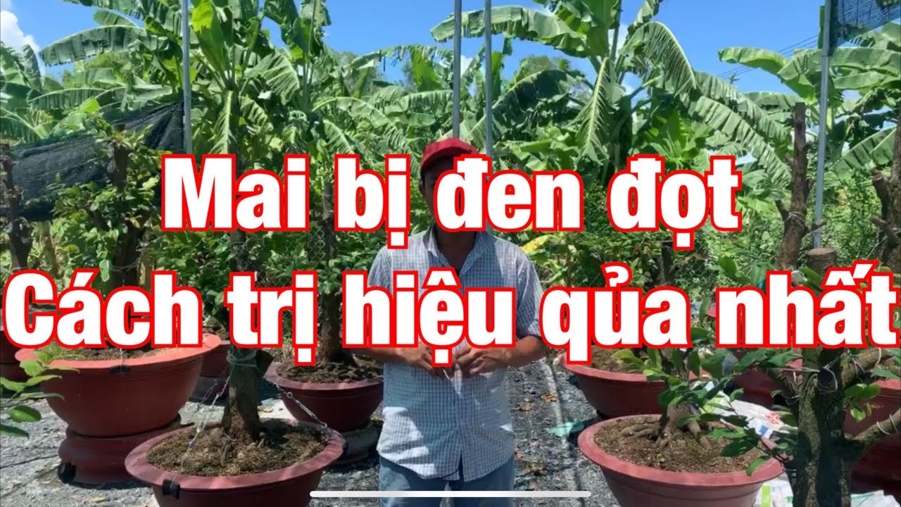 Mai phôi mới trồng ra tược bị đen đầu-cách khắc phục7-7-2020