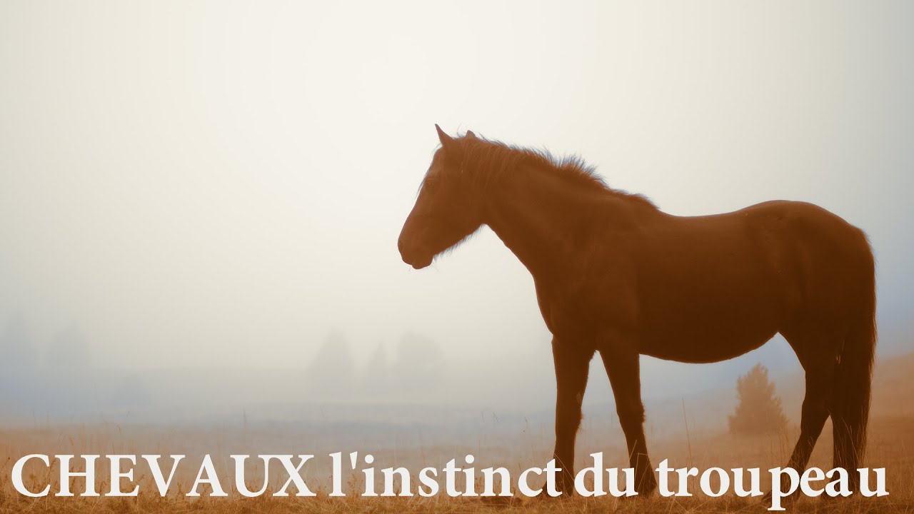 CHEVAUX : L'instinct du troupeau - Film complet - Français - 2018
