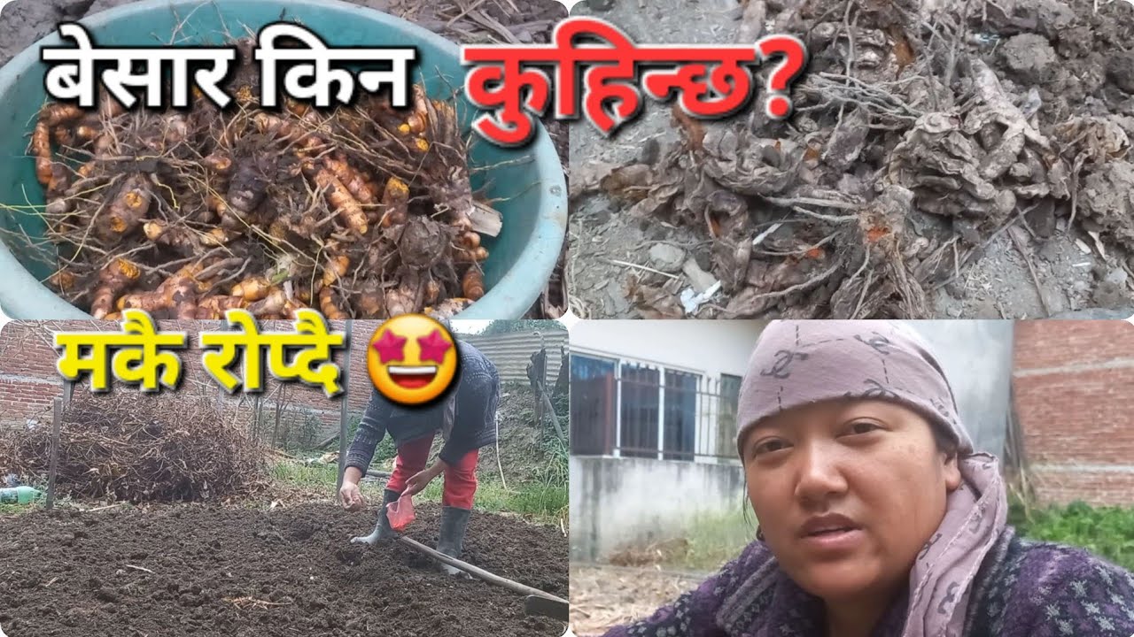 बेसार बारी मै कुहियो 😥 मकै रोपेँ🤩