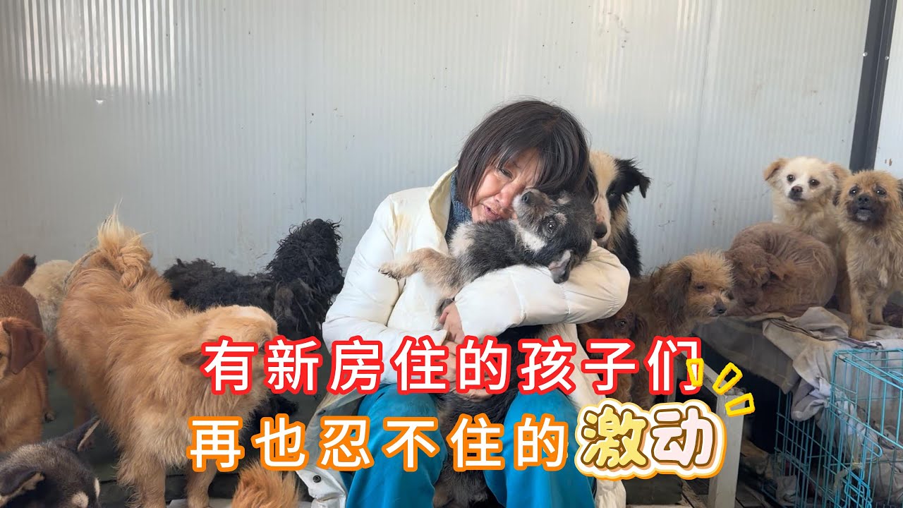 寒冬基地狗狗没有地方住，爱心人士给买的小屋，毛孩们难以掩饰的激动
