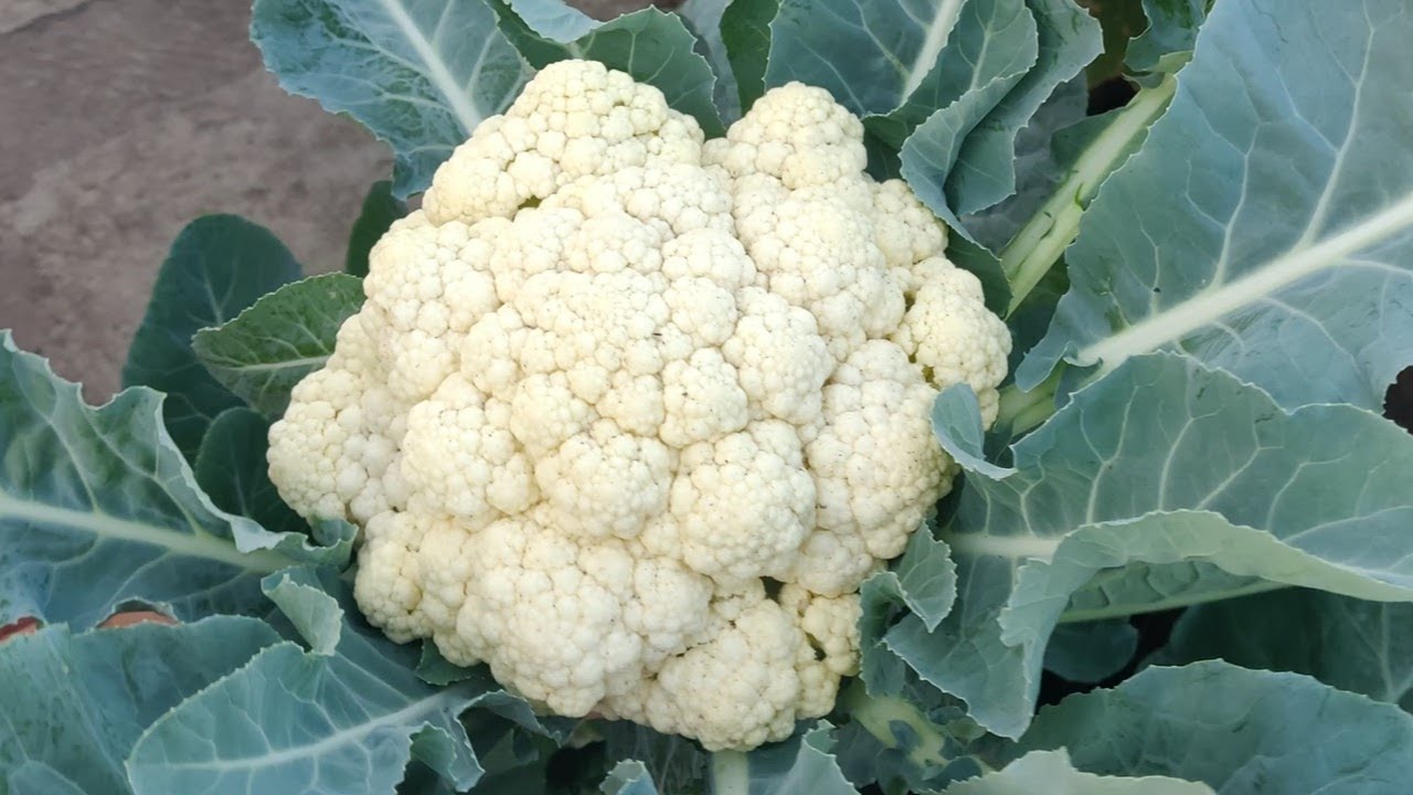How To Grow Cauliflower At Home (With Full Updates Seed To Harvest)