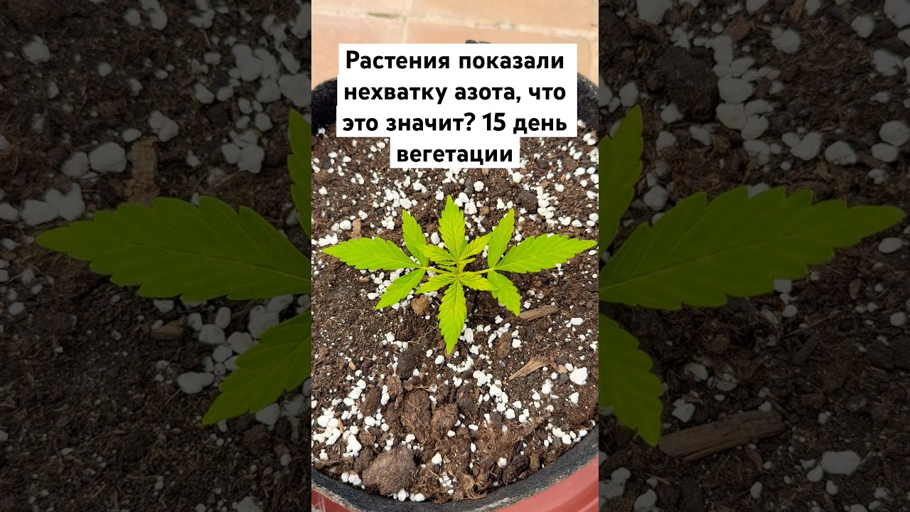 Желтые листья, нехватка азота устраню с помощью fishmix #biobizz #бошки #автоцвет #шишки #гашиш