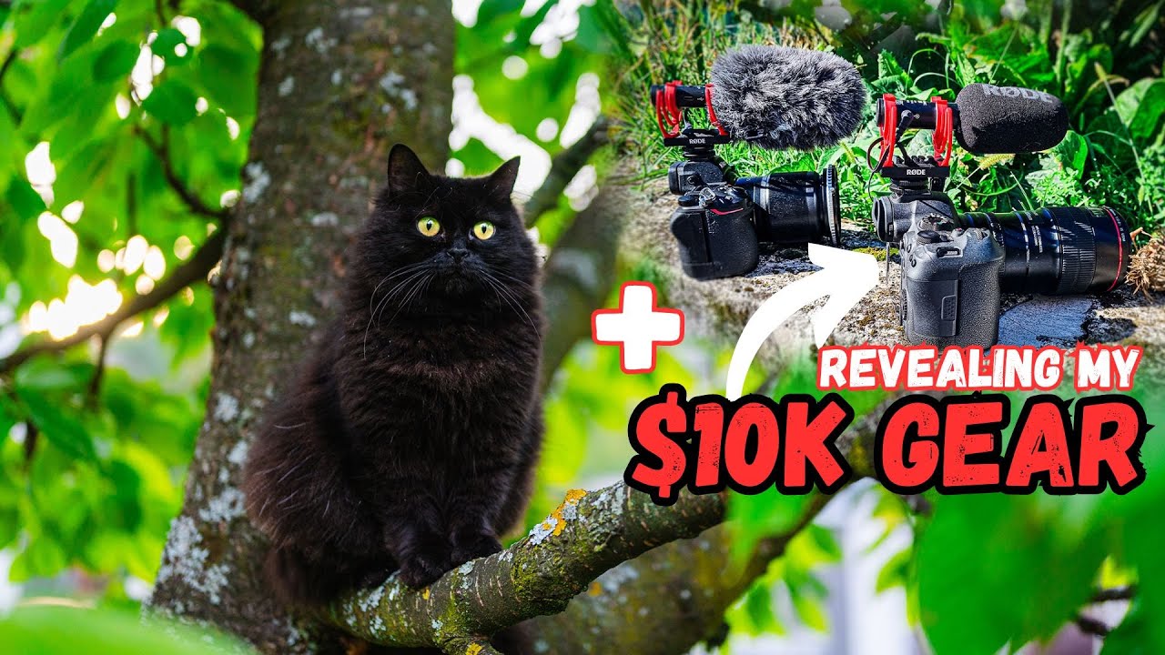 4 Days to Capture the PURR-fect Shots of My NORWEGIAN FOREST CAT!