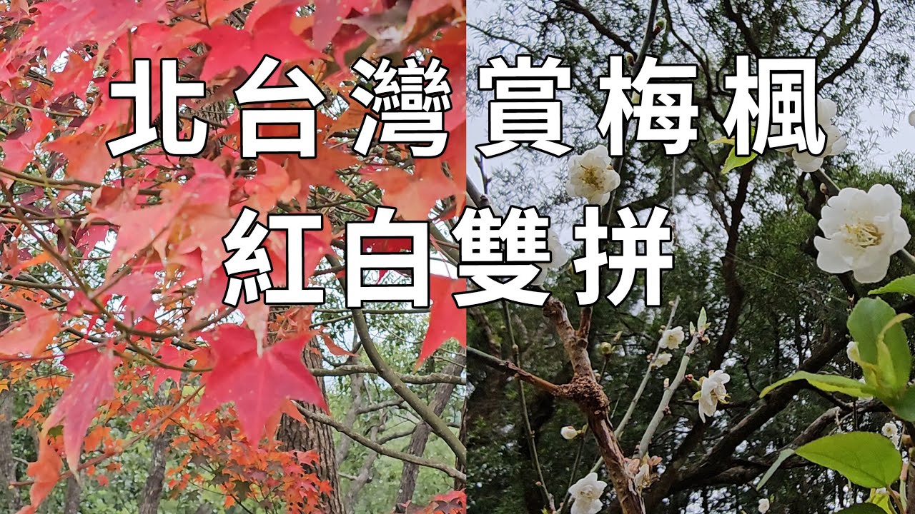 2026角板山梅花季，不只雪白梅花！白梅紅楓同競｜北台灣冬日限定絕景！