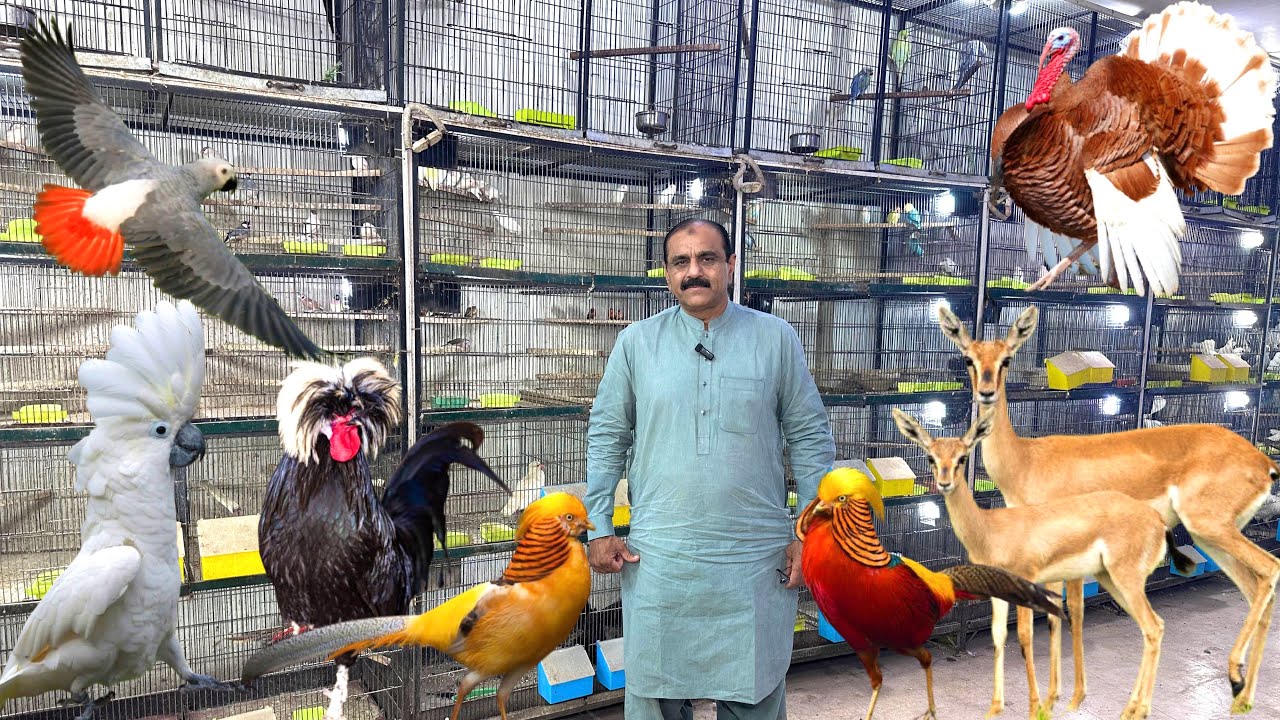 Birds Market Multan 01 November 2025  | multan birds market latest update | Mustaq Ahamad |