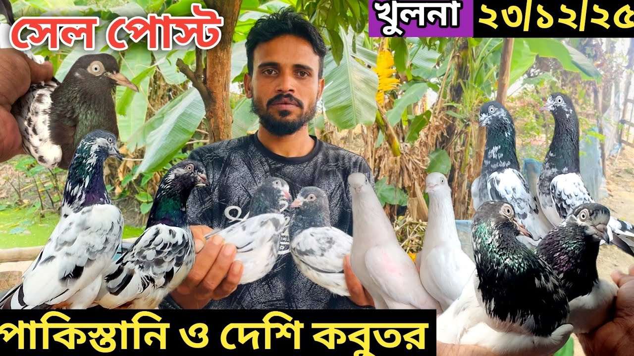 শাহজাহান ভাইয়ের কবুতরের ফার্ম || high flying pigeon।।পাকিস্তানি কবুতর এর বাহারি আয়োজন টেডি কামাগার