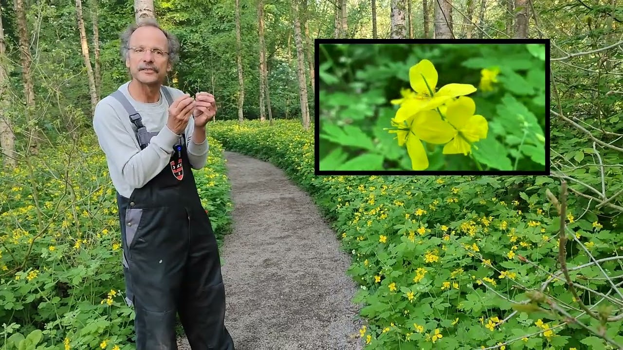 Stinkende gouwe  -  Chelidonium majus
