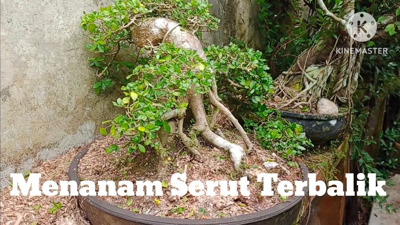 Menanam Serut Terbalik