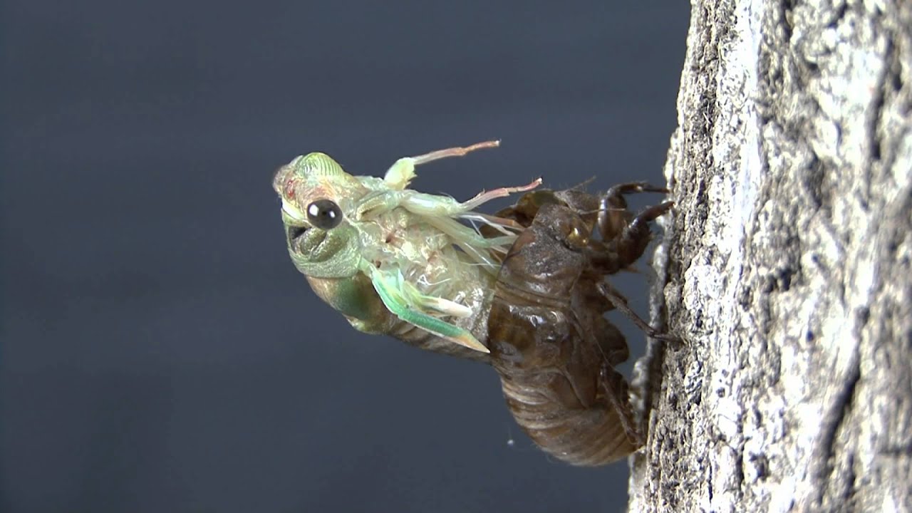 Cicada by Steve Tredway