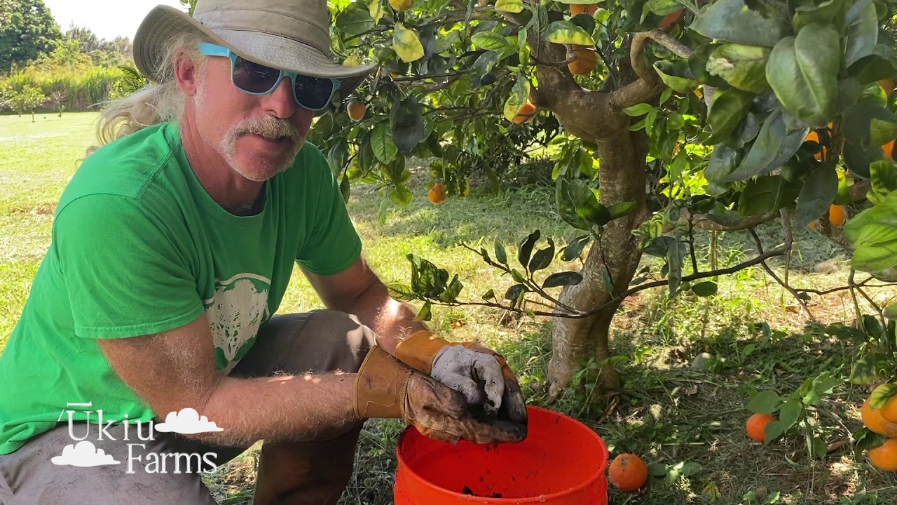 Activated Biochar Top Dressing