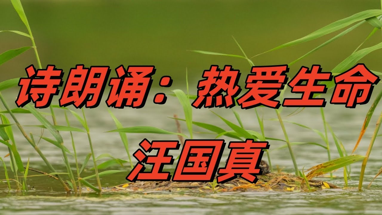 汪国真经典朗诵：《热爱生命》#诗歌朗诵#经典诗词#生命#诗意人生#中文诗歌#文学#励志诗歌#感悟生命#舒情诗#汪国真