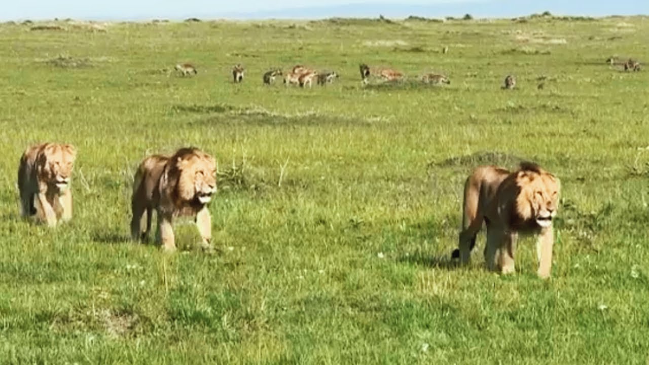 New Young Male Lions in Dangerous Survey Area | Molibany Males | Crazy Development | 30 October 2024