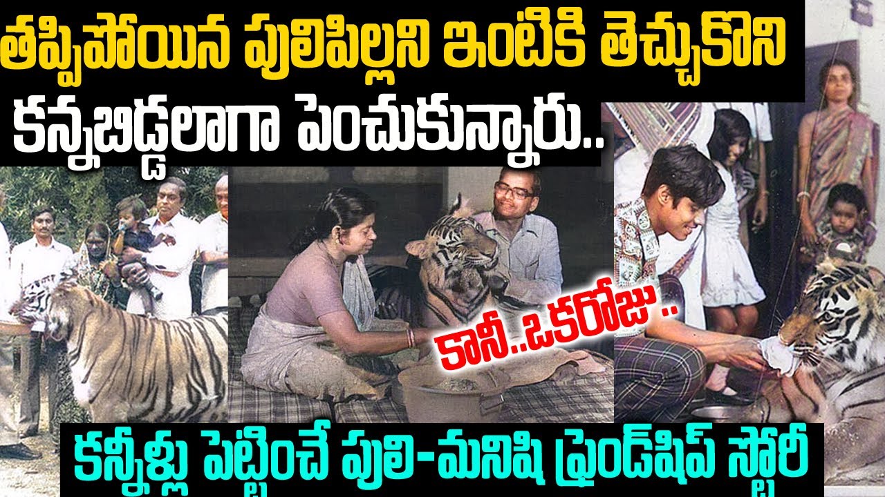 అడవిలో తప్పిపోయిన పులిపిల్లని కన్నబిడ్డలా పెంచుకున్నాడు: కానీ ఒకరోజు?? | Saroj Raj Chowdary | VOV