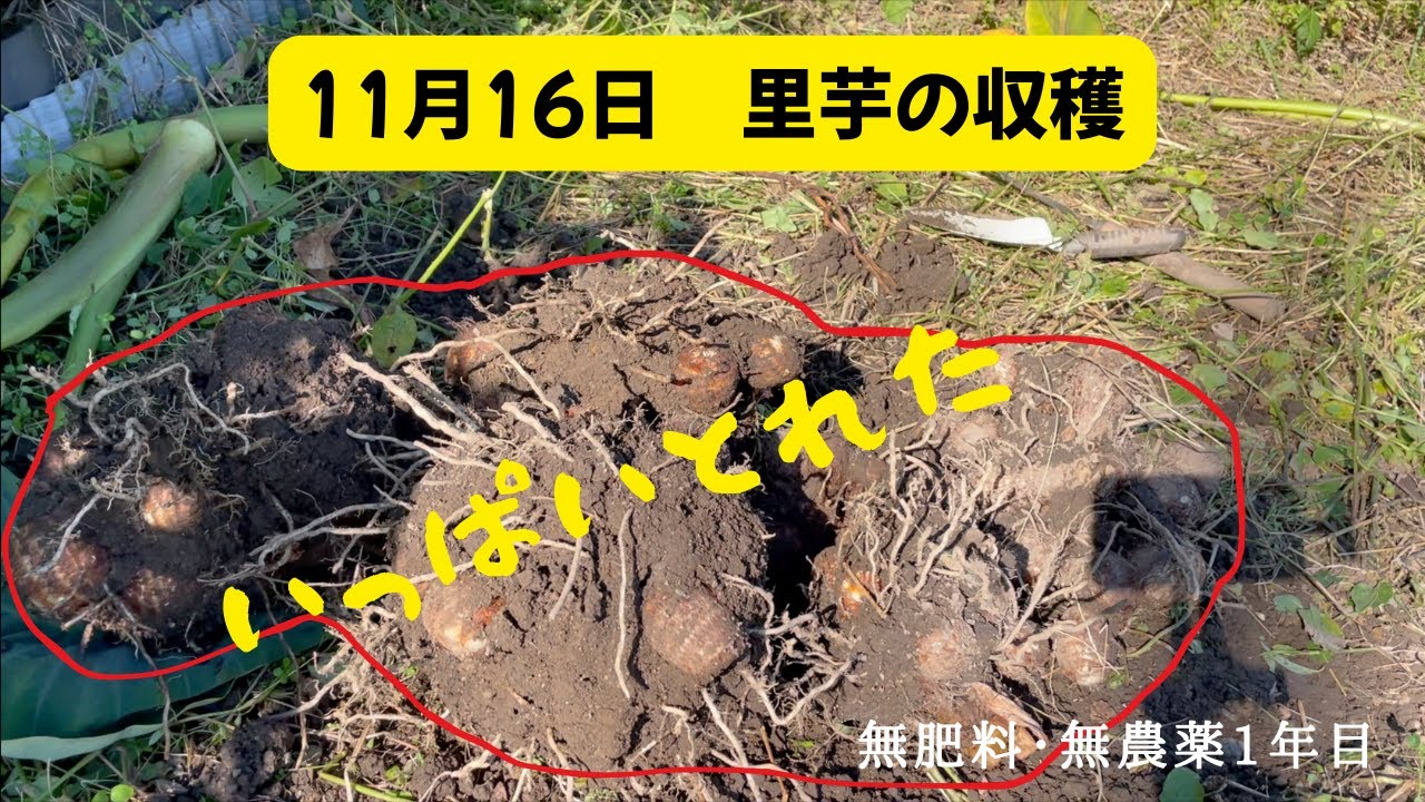 11月16日　里芋の収穫　芋掘り　たくさんできていました　無肥料無農薬1年目