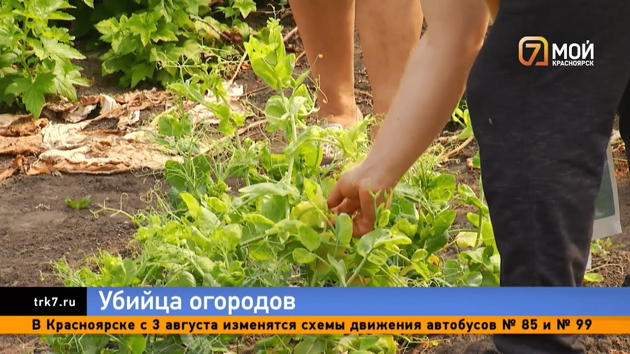 «Неправильно рассчитал»: подрядчик красноярского свинокомплекса объяснил гибель урожая в Кекуре