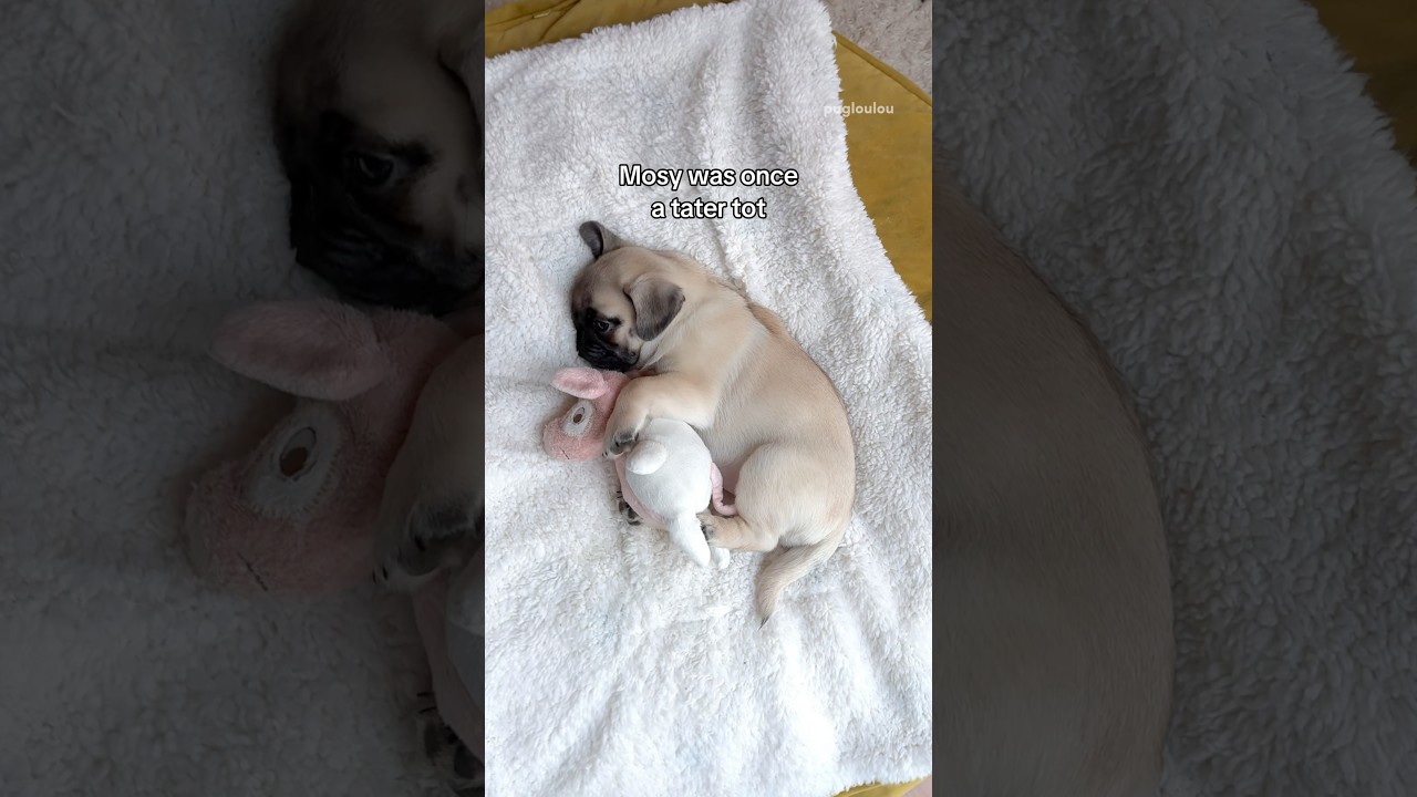 The evolution of a pugtato 🥔 #pug #dog #funny