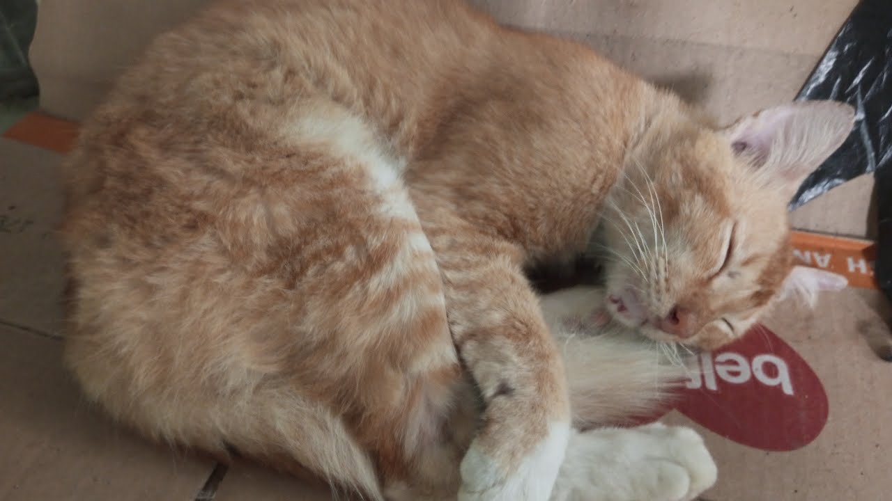Live streaming Seharian Tidur