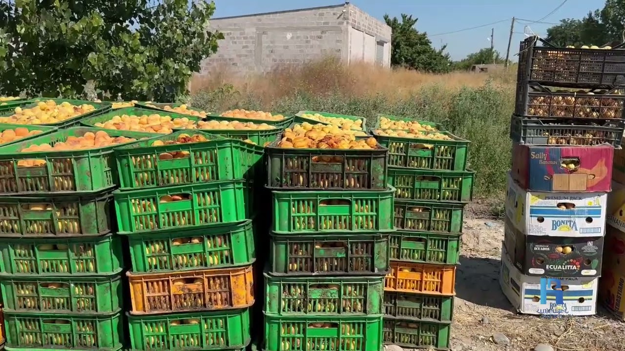 Ծիրանը հասել է, ակնկալված եկամուտը՝ ոչ․ գյուղացիները սպասում են նախարարի խոստացած քայլերին