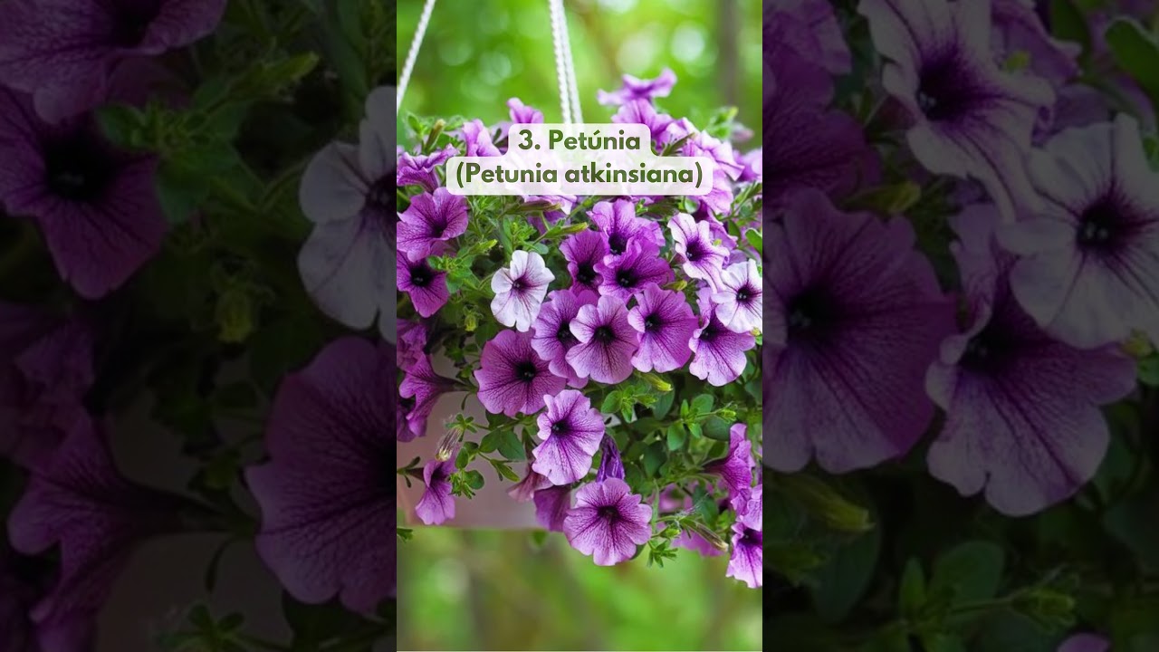 5 PLANTAS DE SOL PLENO COM FLORES
