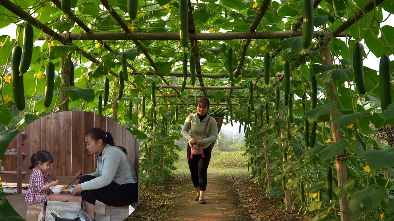 Single Mom & Daughter's Busy Day: Carrying 50kg of Fresh Cucumbers to Sell at the Market