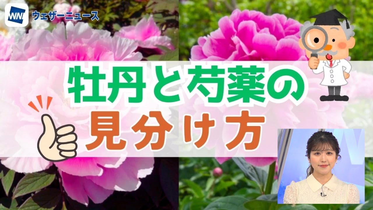 これからの季節を彩る名花、牡丹と芍薬の見分け方