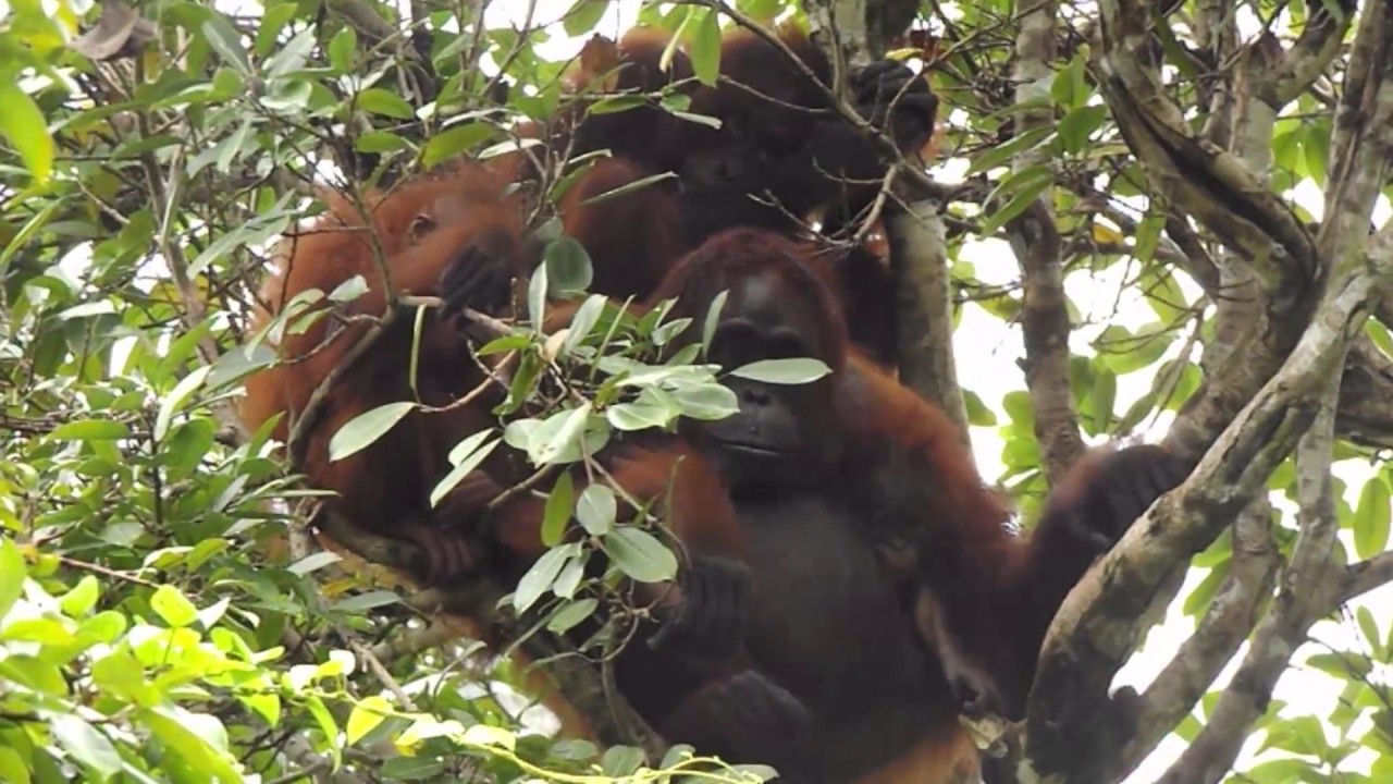 Orangutan Family - Paula, Pauline, Herni and Paul