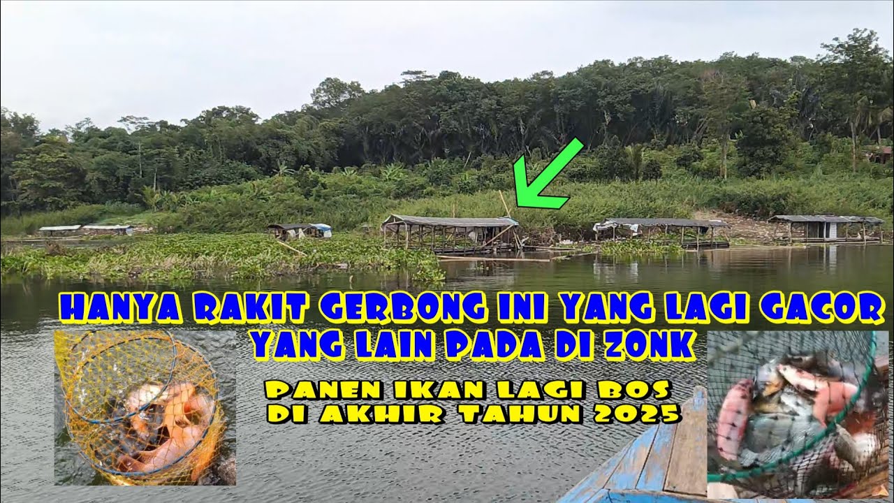PANEN IKAN LAGI DI AKHIR TAHUN 2025 MANCING CIRATA TERBARU 20205