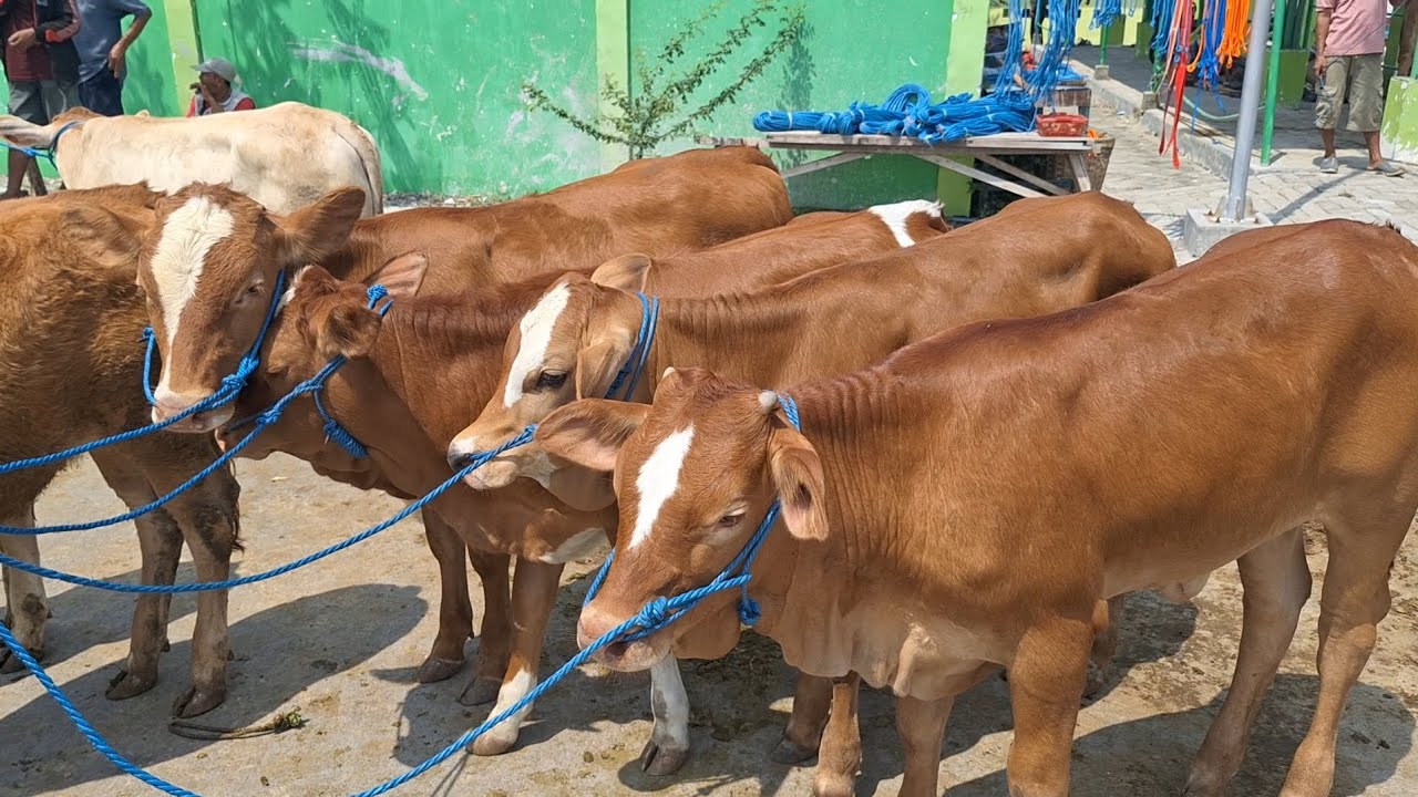 DI OBRALLL ‼️ Sapi bakalan Betina calon induk ,Harga murah pasar sapi Bojonegoro
