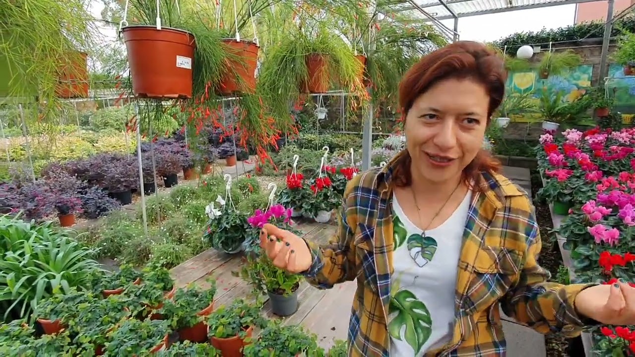 Parliamo di come curare il FICUS PUMILA