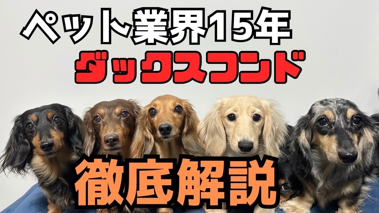 【犬７頭と暮らすおっさん】ダックスマニアがダックスを語る
