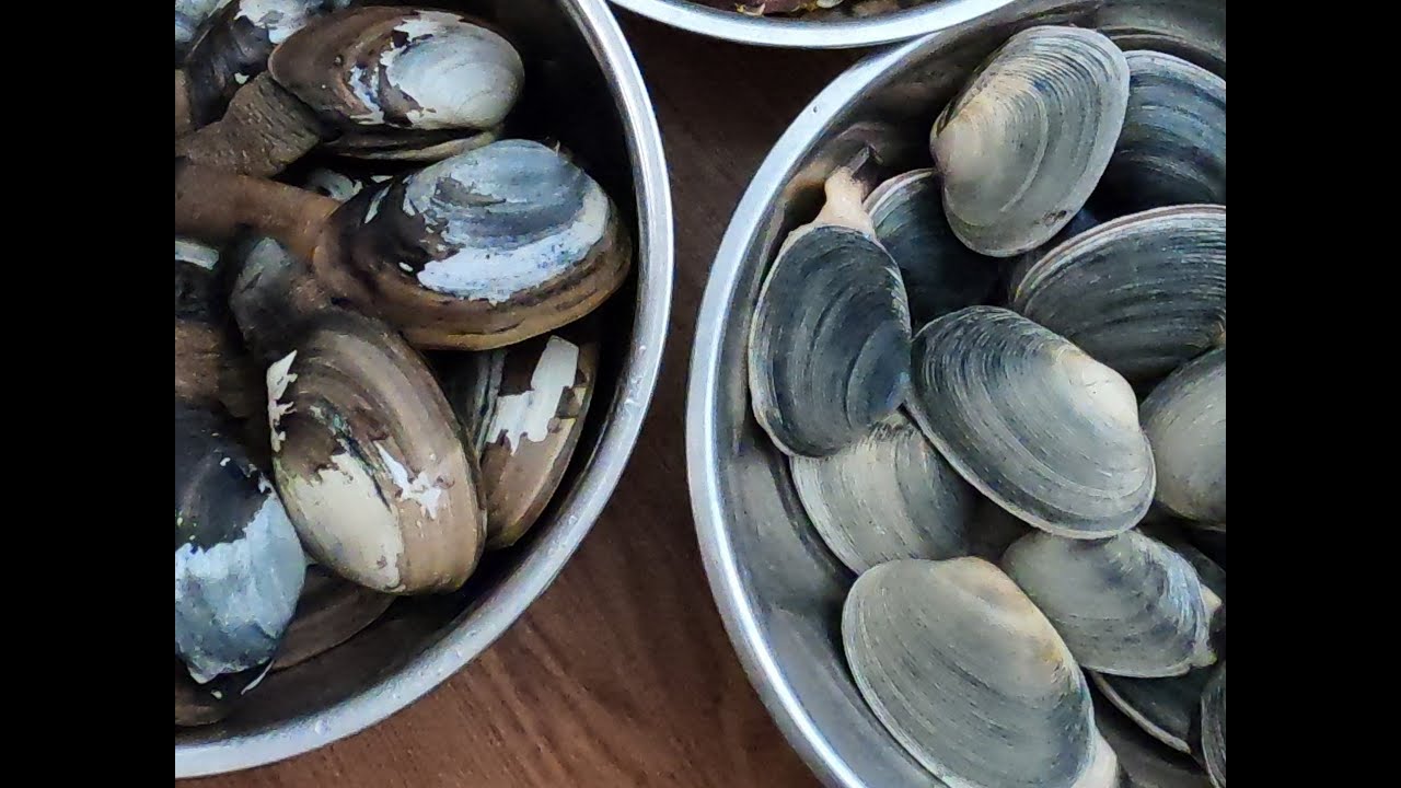 How to Clean, Cook and Eat Horseneck Clams,  Washington Clams