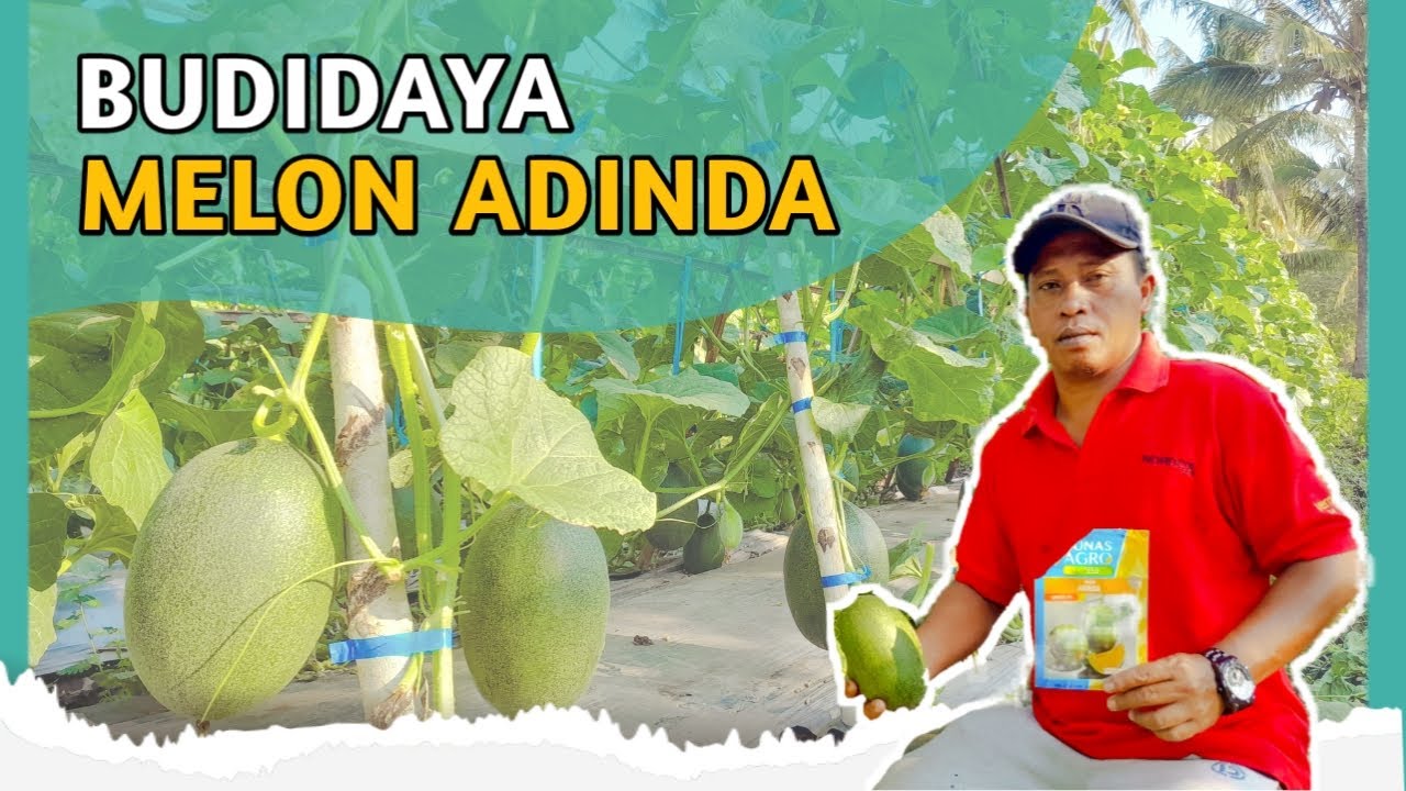 UJI COBA BUDIDAYA MELON ADINDA