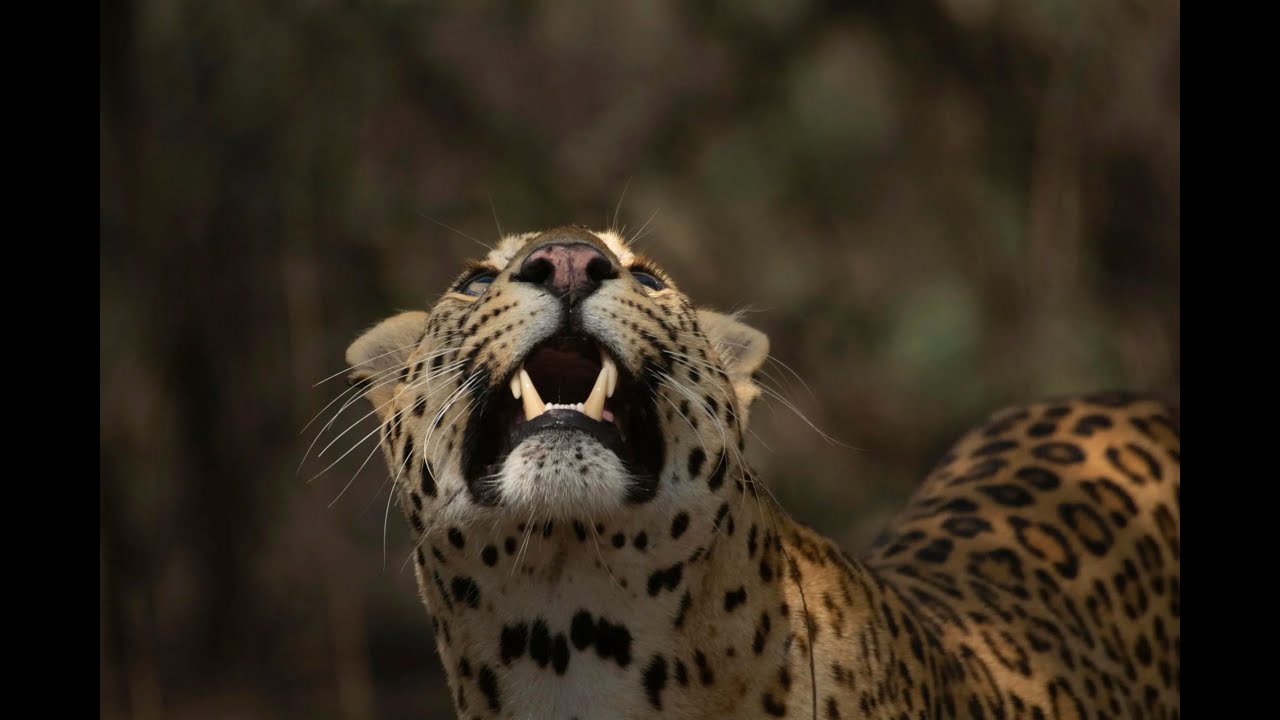 Leopard Dynasty &ndash; The Rise of Rana | Terra Mater Studios (Official Trailer)
