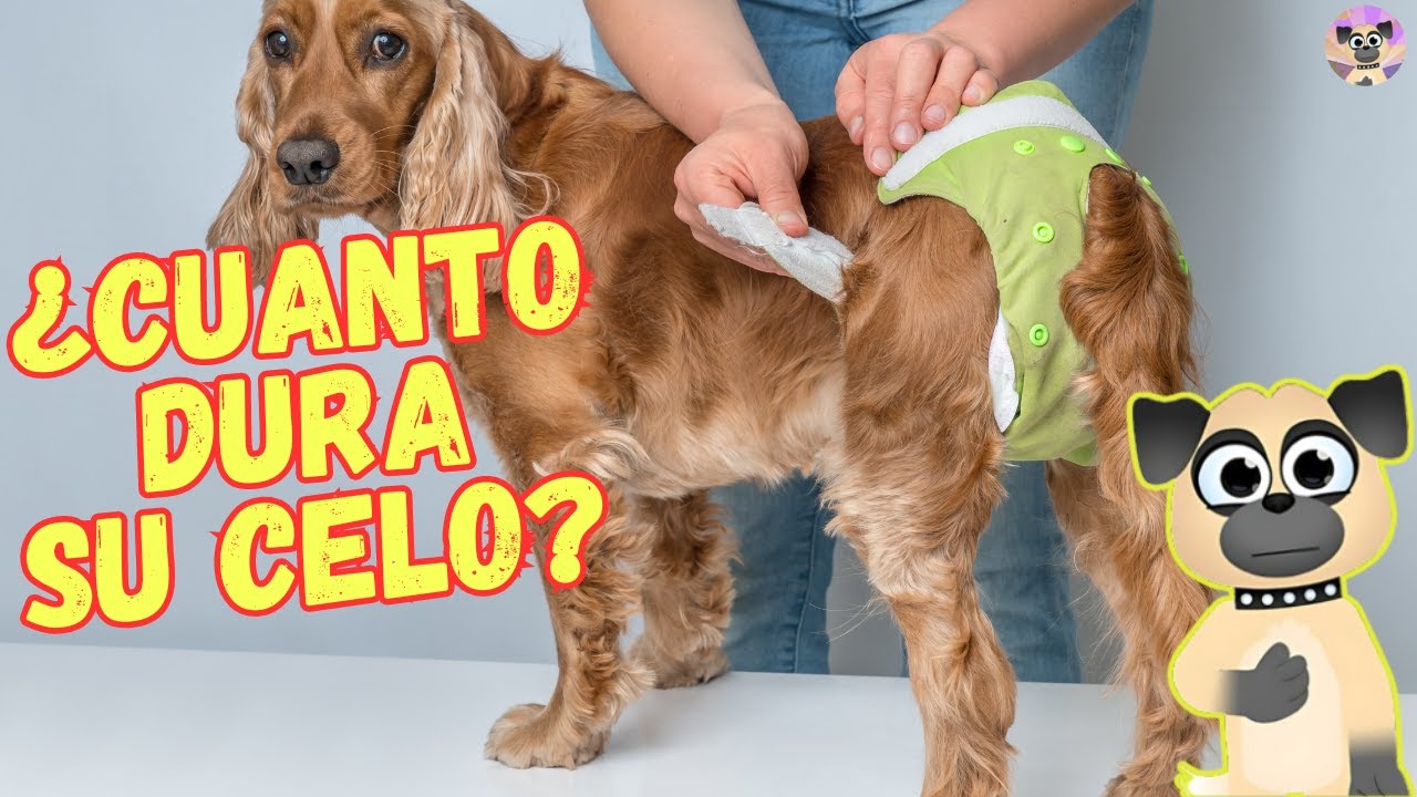 🐶 &iquest;CUANTO DURA EL CELO DE UNA PERRA? 🐶