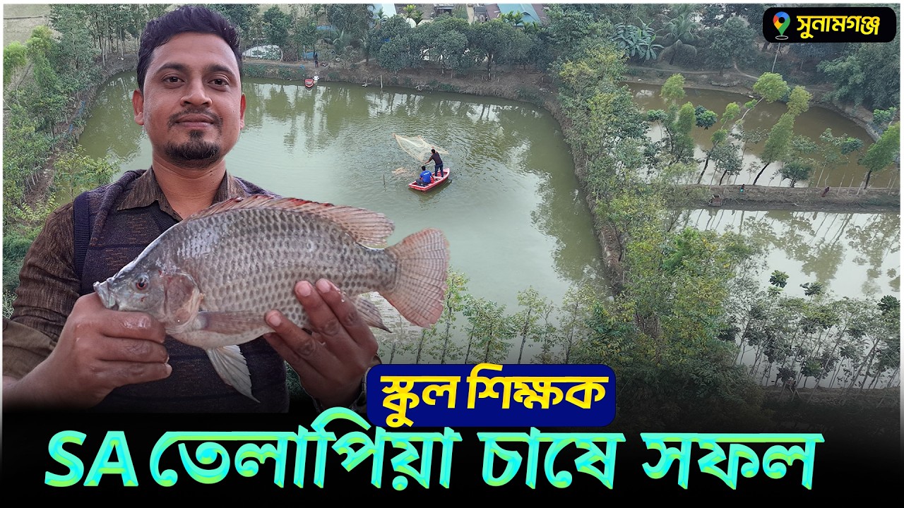 শিক্ষকতার পাশাপাশি ৫বছর ধরে SA তেলাপিয়া চাষে সফল || Shakib AGRO || সুনামগঞ্জে তেলাপিয়া চাষে সফলতা
