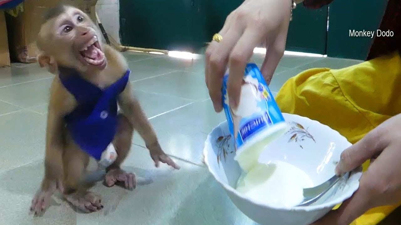 Monkey Baby Dodo Crying Loudly To Request His Special Food From Mom