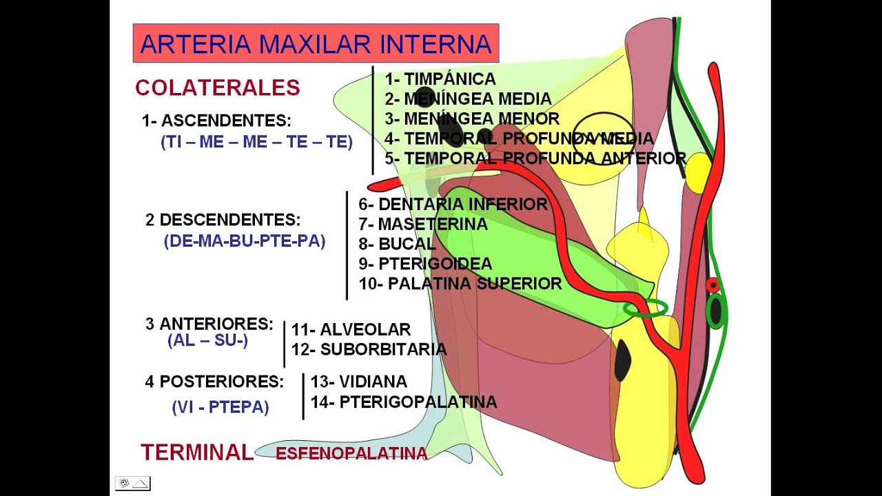 Maxilar interna.avi