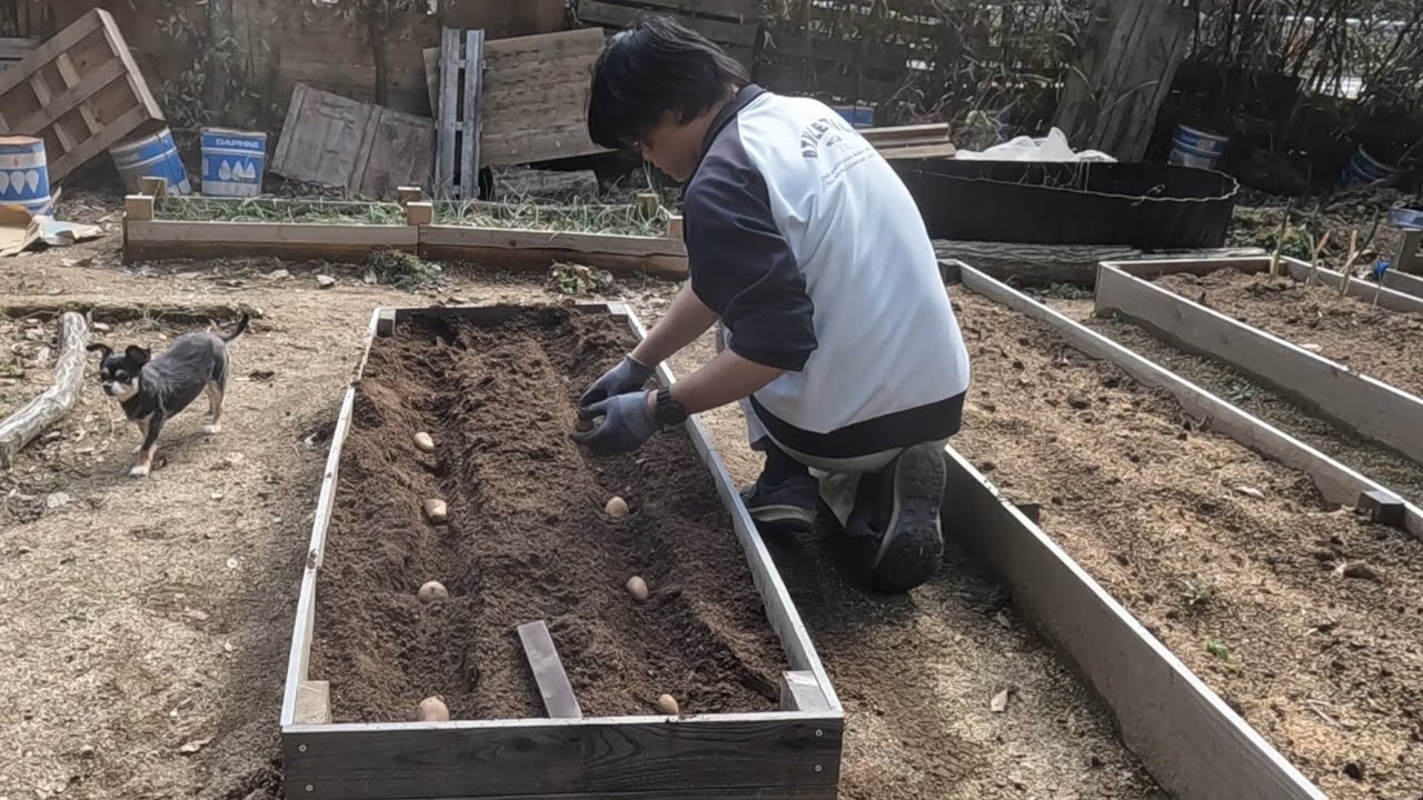 【山小屋041】ジャガイモ植え付け　焼肉　山開拓