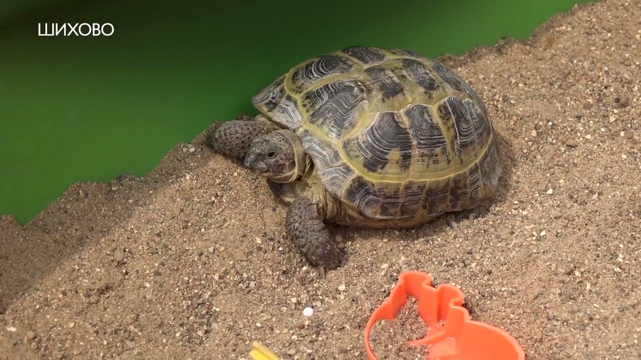 Жизнь в Шихово